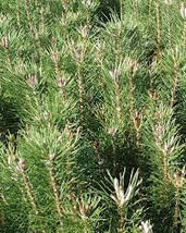 8&quot;- 12&quot; scotch pine starter trees (6) - £28.31 GBP