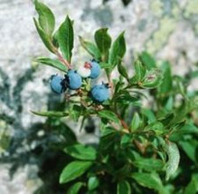 Wild Blueberry Plants 5 - £23.56 GBP