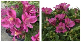 3 Pack Alstroemeria - Goal Potted Plant - Garden Plant - $72.99