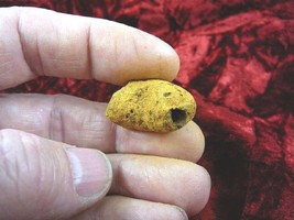 (PP450-14) 1&quot; Genuine Fossil TURTLE POOP Coprolite DUNG WEIRD Washington... - £8.15 GBP