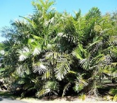 10 Australian Sugar Palm, Arenga Australasica  Palm Tree Seeds - $4.25