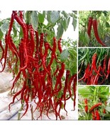 USA-Seller 30Pcs Giant Spicy Red Chili Hot Pepper Seeds - $7.94 CAD