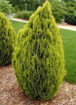 10 Pc Seeds Thuja orientalis Aurea Tree Plant, Orientalis Arborvitae Seeds | RK - £14.82 GBP