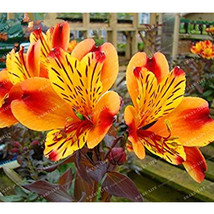 100 Seeds Alstroemeria Seeds Peruvian Lily Alstroemeria Inca Bandit Princess Lil - $7.99