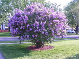 10 Dark Purple Lilac Tree Perennial Flower Seeds Garden Huge Blooms - £10.86 GBP