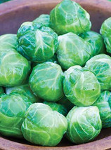 500 Mighty Brussels Sprouts Seeds for Planting  - $9.99