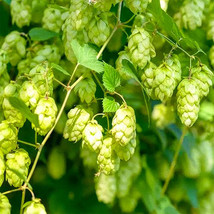 Grow Your Own Hops: 10 Seeds of the Humulus lupulus Vine Plant FRESH SEEDS - £7.18 GBP