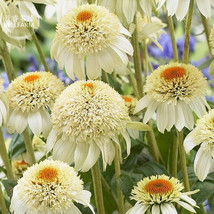 NEW BELLFARM Echinacea Milky White Perennial Flower Seeds, 200 seeds, profession - £7.51 GBP