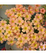 Oxali obtusa Orange Dream Bulb Pale Orange Flowering Winter BloomersPot - $314.09 MXN