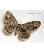 Huge Brahmaea Wallichii XL Real Owl Moth Framed Entomology Collectible Shadowbox - $92.99