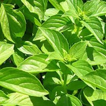 Semilir 600 Lemon Basil Seeds Non Gmo Herb Seeds Fast Grow From US - £7.07 GBP