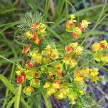 USA Seller Euphorbia Cyparissias Cypresss Spurge Seed Free Shipping - $15.49