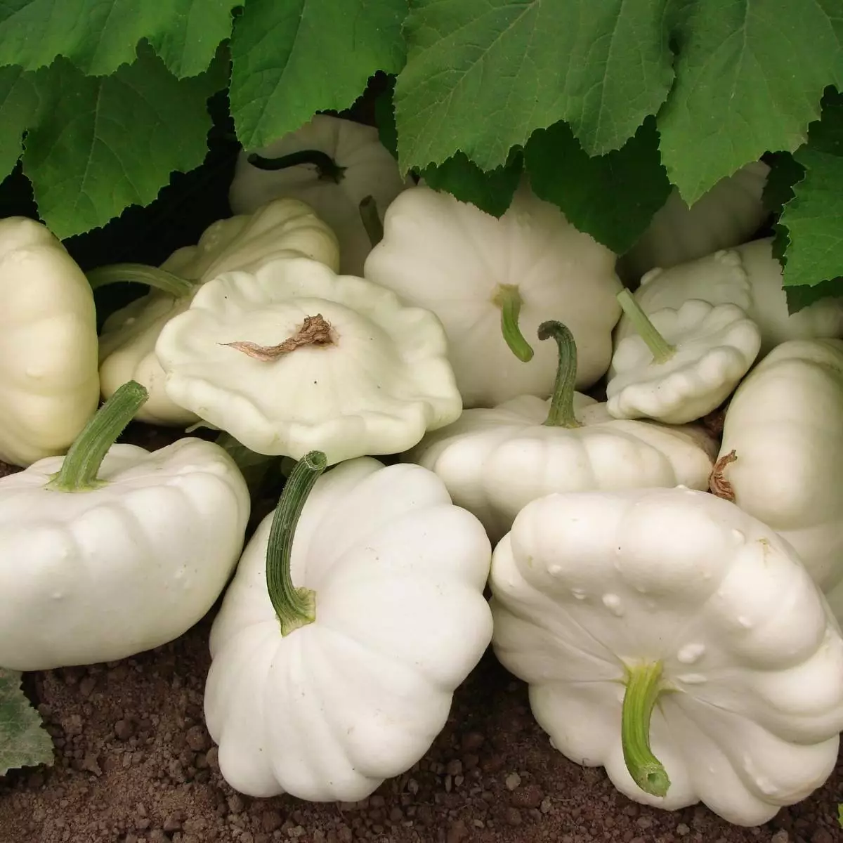 LWS White Bush Scallop Summer Squash Organic Non Gmo Herb 20 Seeds Fast Shipping - $9.00