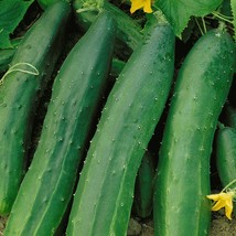 Straight Eight Cucumber Seeds Perfect Slicing Straight 8 Cucumbers Pickl... - £7.49 GBP