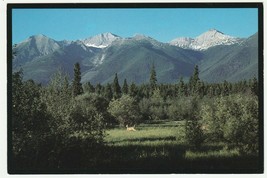 Postcard Whitetail Deer Play Hide and Seek Montana Bob Marshall Wilderness Area - £4.72 GBP