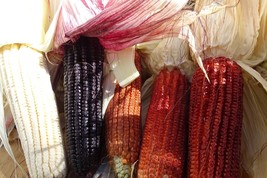 Cherokee Gourdseed corn in a range of colors - $5.25
