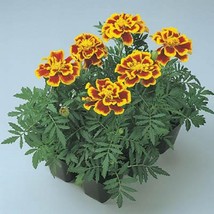 Fast Ship USA Seller Marigold Seeds French Durango Bee 50 Seeds French M... - $17.14