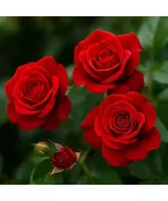 Red Sunblaze Miniature Rose Live Plants: Blooming Roses, Ready to Plant - €74,09 EUR