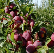 10 Seeds Pack Round Plums Fruit Tree Seeds Garden - £16.50 GBP