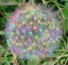 BEST 25 Seeds Easy To Grow Rainbow Dandelions Beautiful Flowers - $10.00