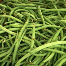 Kentucky Wonder Green Bush Bean Seeds 50 Ct Vegetable Garden Heirloom NON-GMO - £6.26 GBP