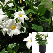 Mandevilla White 1Gallon Dipladenia White Mandevilla Boliviensis-live Plant - £27.98 GBP