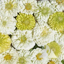 Zinnia Key Lime Pie Mix Cut Flowers Pollinators Butterflies Non-Gmo 100 Seeds - £7.75 GBP
