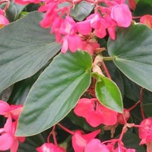 USA SELLER 2R9D1 Dragon Wing Pink Begonia Seeds 100 Pelleted Seeds - £28.19 GBP