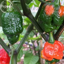 Trinidad Moruga Scorpion Red Green Chili Pepper Vegetables, 10 seeds, the worlds - £6.60 GBP