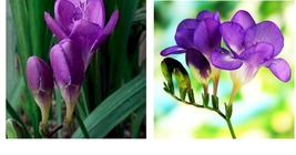 Freesia Flower Seeds Purple Flowers - 100 pcs Seeds  Garden &amp; Outdoor Li... - £25.57 GBP