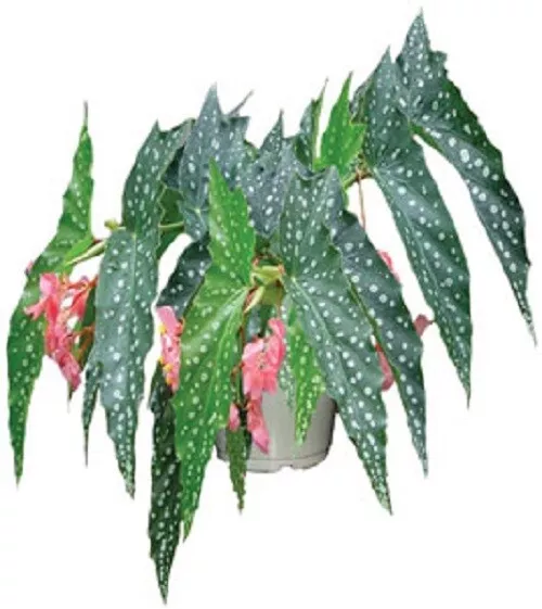 Angelwing Begonia &quot;MY SPECIAL ANGEL&quot;  Well Rooted Starter Plant*SHIP WIT... - $27.67