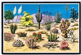 Arizona Postcard Cacti &amp; Desert Flora Of The Great Southwest - £1.56 GBP