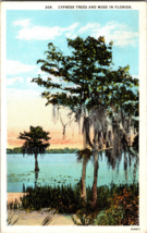 Cypress Trees and Moss in Florida Vintage Postcard (C12) - £7.29 GBP