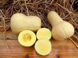 Nutter Butter Squash Vegetable Organic, 10 Seeds - £8.10 GBP