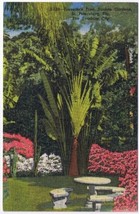 Postcard Traveller&#39;s Tree Sunken Gardens St Petersburg Florida The Sunshine City - £2.31 GBP