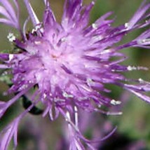 New Fresh Seeds 50 Giant Violet Queen Cleome Spider Flower Seeds Perennial - $25.28