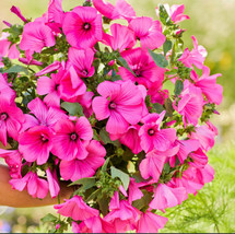 100 Seeds Rose Mallow Tanagra Hot Pink Blooms Pollinator Attractor Non Gmo - £9.82 GBP