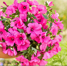 100 Seeds Rose Mallow Tanagra Hot Pink Blooms Pollinator Attractor Non Gmo - £9.32 GBP