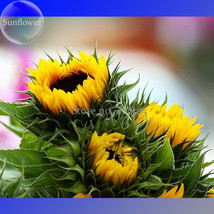 Tarahumara Sunflower Seeds 20 Seeds Great Survival Seeds Garden Beautiful - $8.22