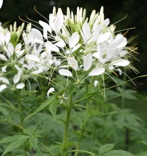 Cleome White Queen Flower 50 Seeds  - $9.60