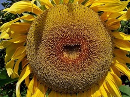 Grow In US 50 American Giant Hybrid Sunflower Seeds Give It Space For A Huge Hea - £9.57 GBP