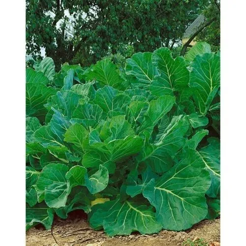 Kale Portuguese Seeds Couve Tronchuda 1000 Seeds Fresh Garden - £9.39 GBP
