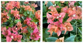 BAMBINO BURNT ORANGE Bougainvillea Small Well Rooted Starter Plant - £35.94 GBP