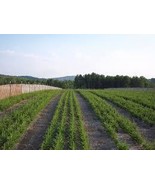 14&quot; Balsam Fir Trees 6 pack - $49.37 CAD