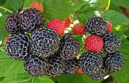 Black Rasberry plants 50 pack - $69.99