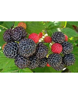Black Rasberry plants 50 pack - $69.99