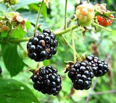 Black Berry Plants 50 pack - $69.99