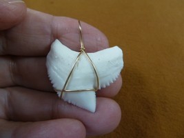 (S5-178) 1-5/16&quot; White TIGER SHARK Tooth gold wired pendant sharks necklace - £46.96 GBP