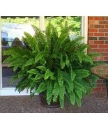 Ostrich Fern Bulbs 25 pack - $50.75 CAD