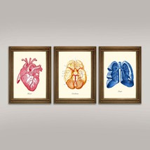 Body Anatomy Pattern: Vintage Heart, Brain, Lungs Medical Illustrations-... - $5.71+